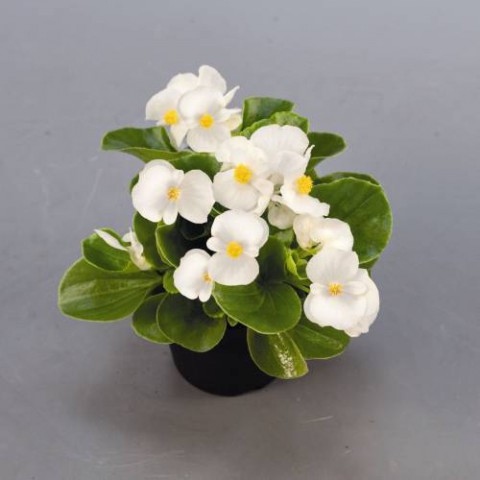 Begonya – Begonia Beyaz Renk 50 Adet