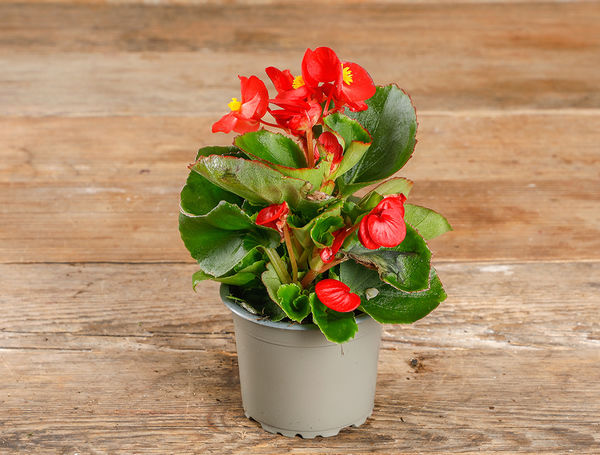 Begonya – Begonia Kırmızı Renk 10 Adet