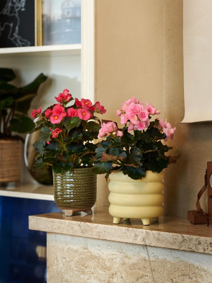 Begonya – Begonia Pembe Renk 10 Adet