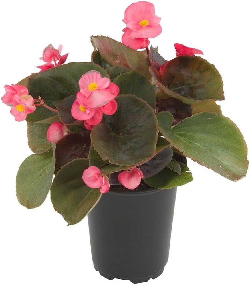 Begonya – Begonia Pembe Renk 10 Adet