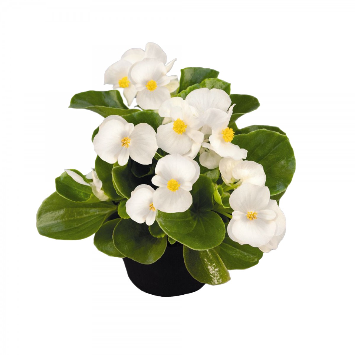 Begonya Çiçeği Beyaz Begonıa Semperflorens 90 Adet Begonya Çiçeği Beyaz Begonıa Semperflorens 90 Adet