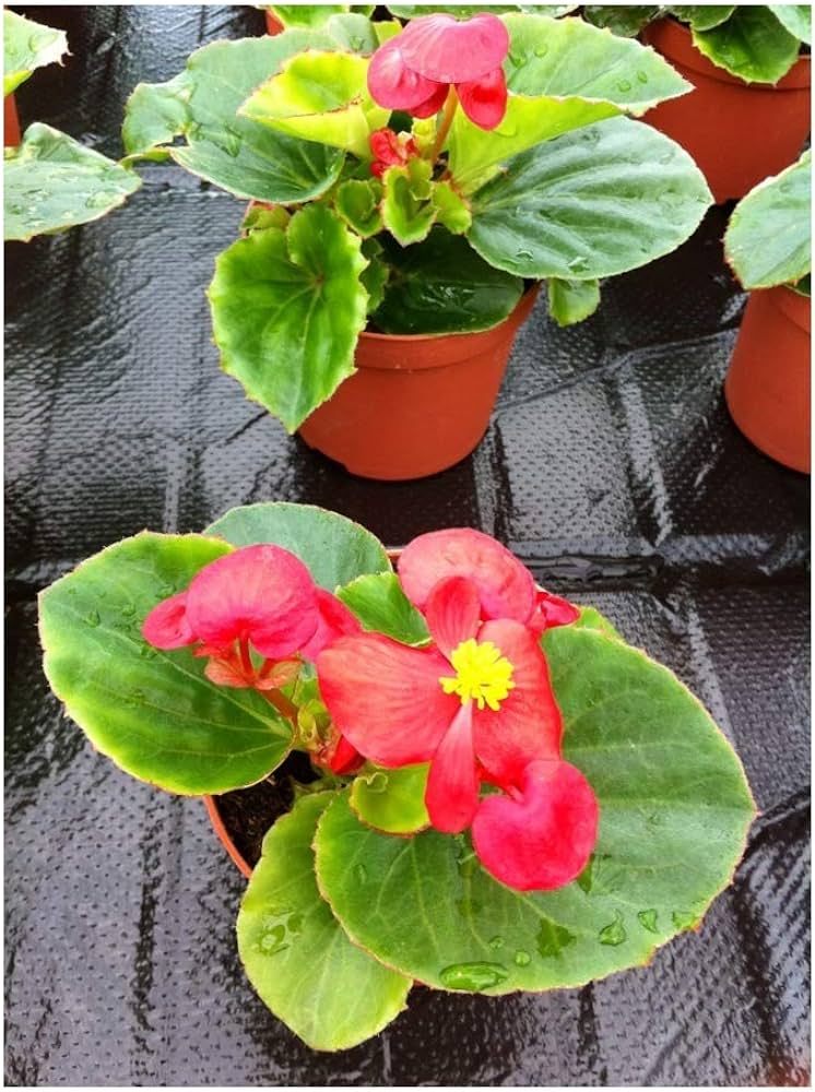 Begonya Çiçeği Kırmızı Begonıa Semperflorens 45 Adet Begonya Çiçeği Kırmızı Begonıa Semperflorens 45 Adet