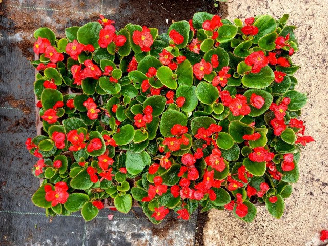 Begonya Çiçeği Kırmızı Begonıa Semperflorens 45 Adet Begonya Çiçeği Kırmızı Begonıa Semperflorens 45 Adet