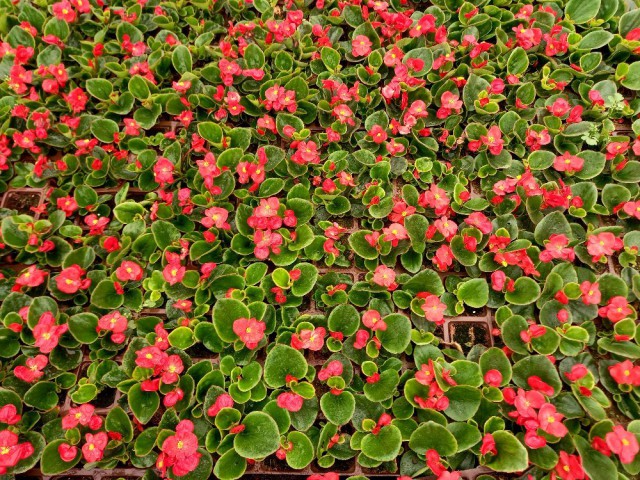 Begonya Çiçeği Kırmızı Begonıa Semperflorens 45 Adet Begonya Çiçeği Kırmızı Begonıa Semperflorens 45 Adet
