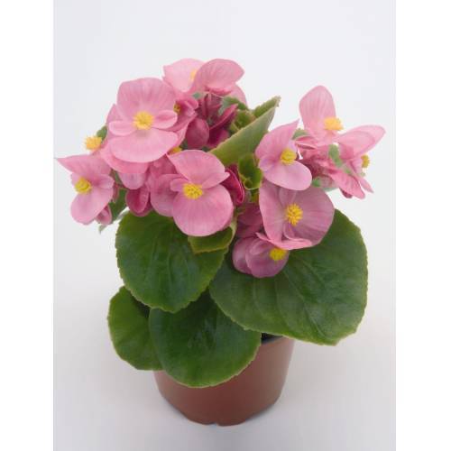 Begonya Çiçeği Pembe Begonıa Semperflorens 45 Adet
