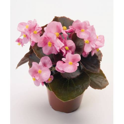 Begonya Çiçeği Pembe Begonıa Semperflorens 45 Adet