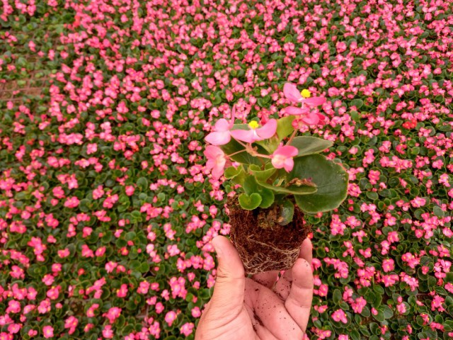 Begonya Çiçeği Pembe Begonıa Semperflorens 45 Adet
