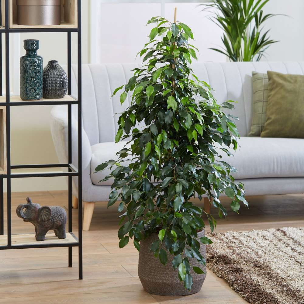 Benjamin - Ficus Benjamina 90 cm 3 Adet