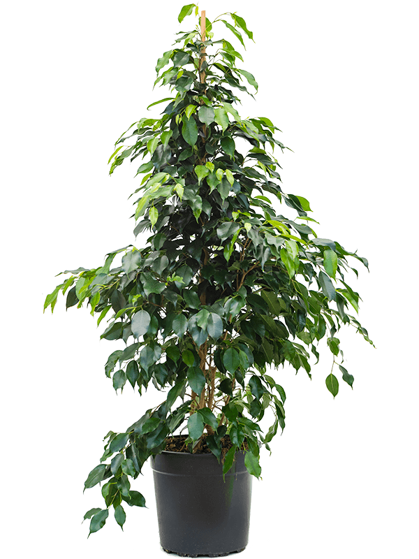 Benjamin - Ficus Benjamina 90 cm 3 Adet