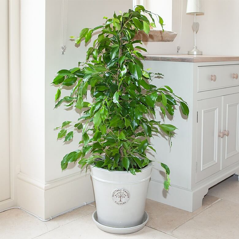 Benjamin - Ficus Benjamina 90 cm 3 Adet