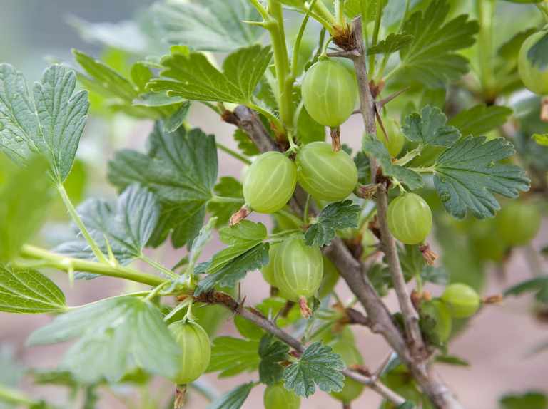 Beyaz Bektaşi Üzümü Fidanı 3 Adet Beyaz Bektaşi Üzümü Fidanı 3 Adet