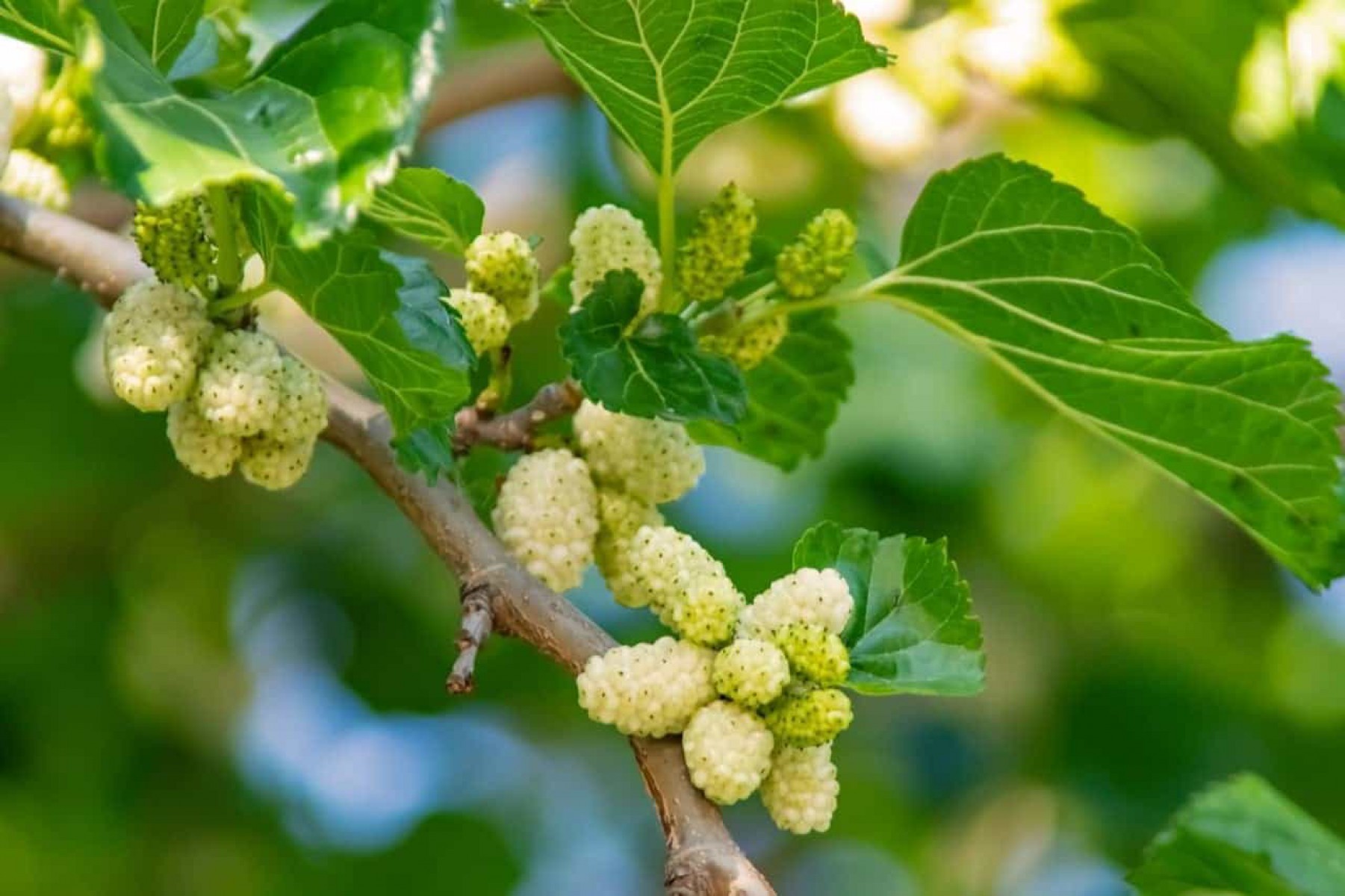 Beyaz Dut Fidanı 3 Yaş Tüplü ve Aşılı Beyaz Dut Fidanı 3 Yaş Tüplü ve Aşılı