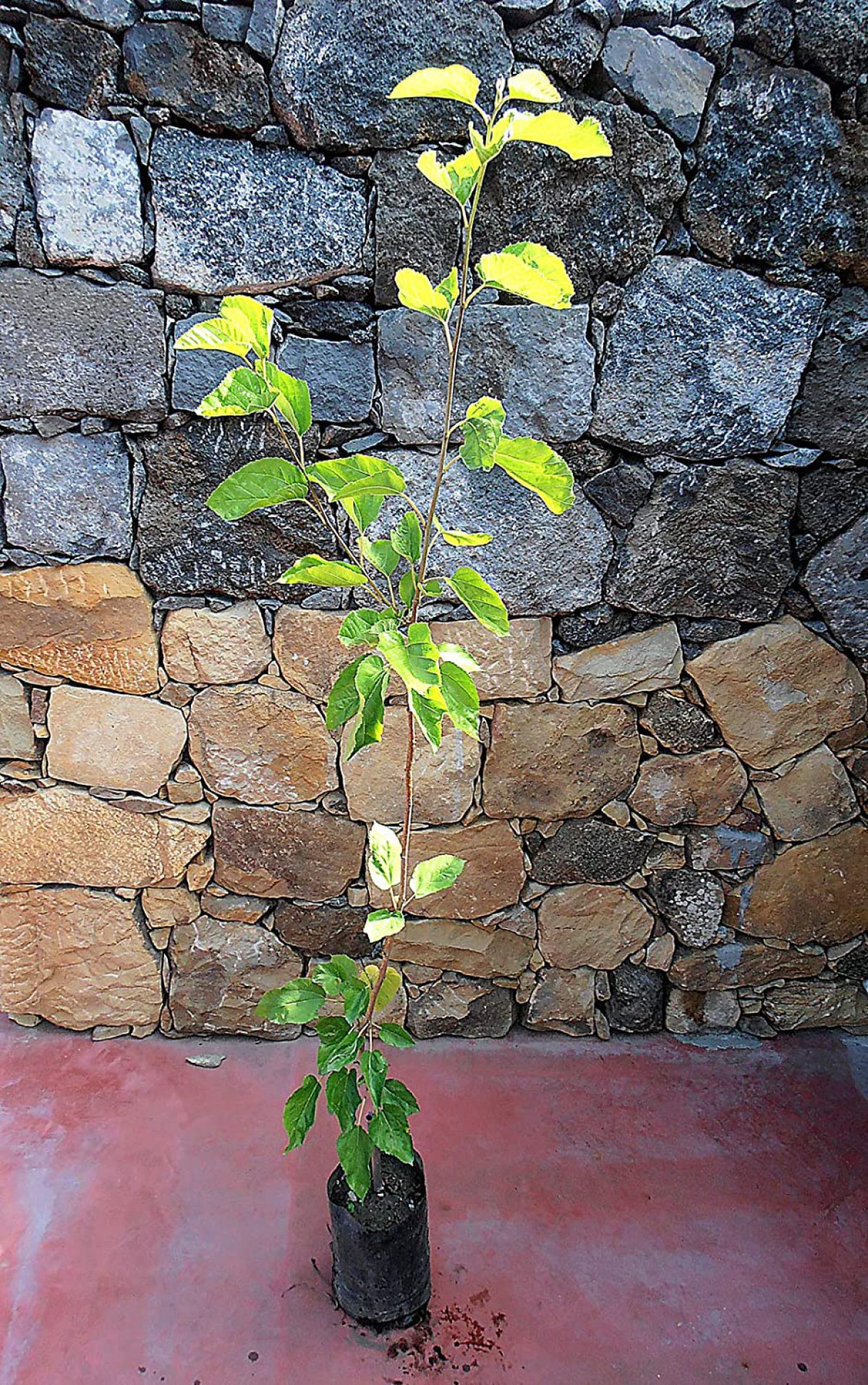 Beyaz Dut Fidanı 3 Yaş Tüplü ve Aşılı