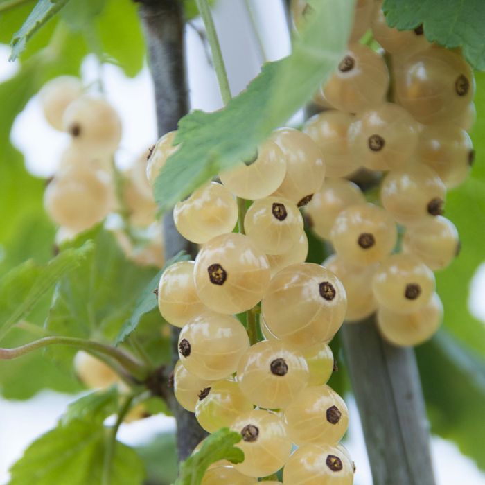 Beyaz Frenk Üzümü Fidanı 2-3 Yaş