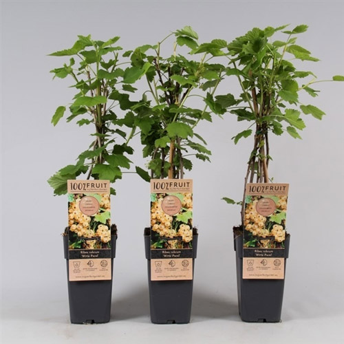 Beyaz Frenk Üzümü Fidanı 2-3 Yaş