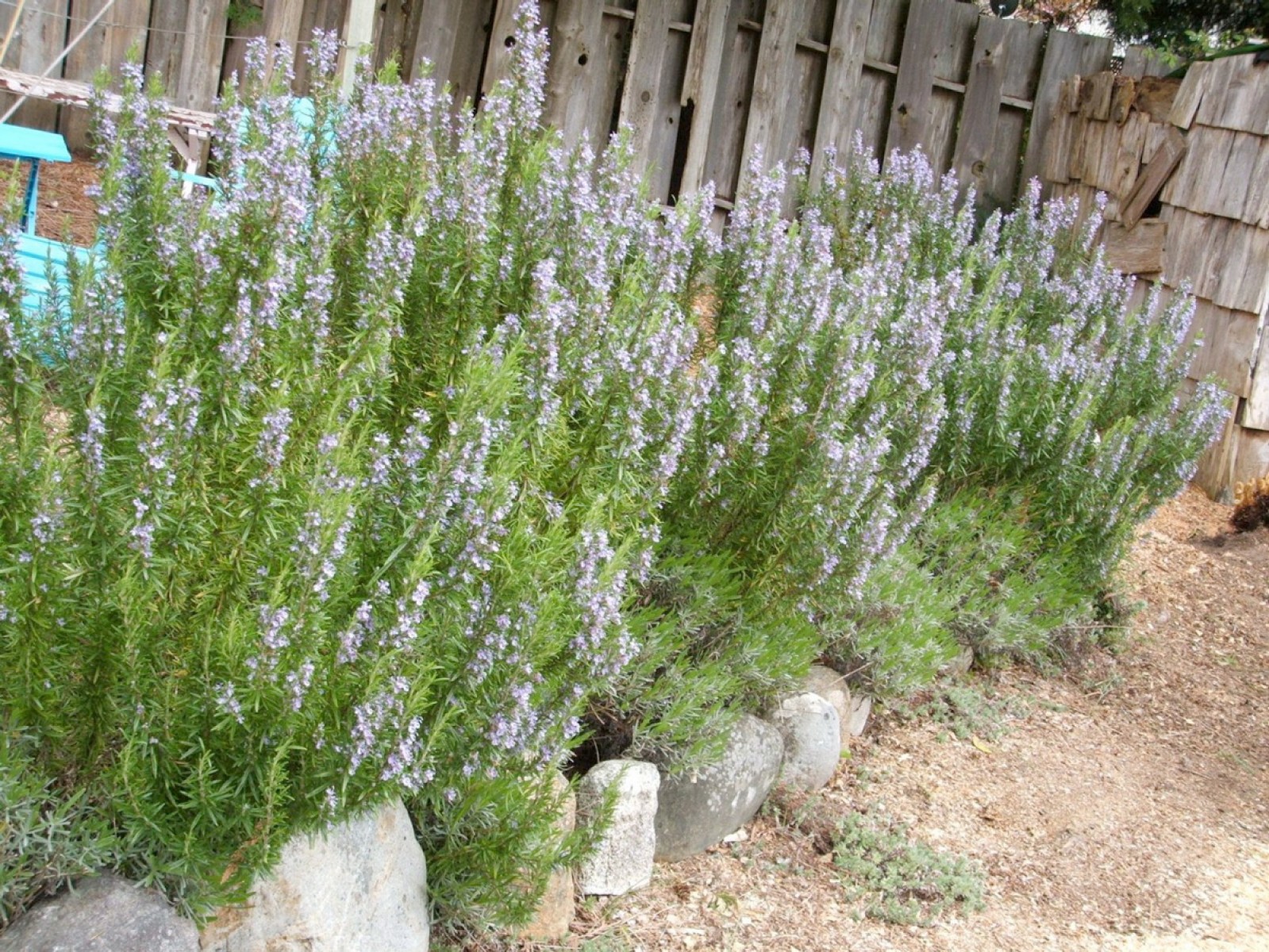 Biberiye – Rosmarinus Officinalis 10 Adet