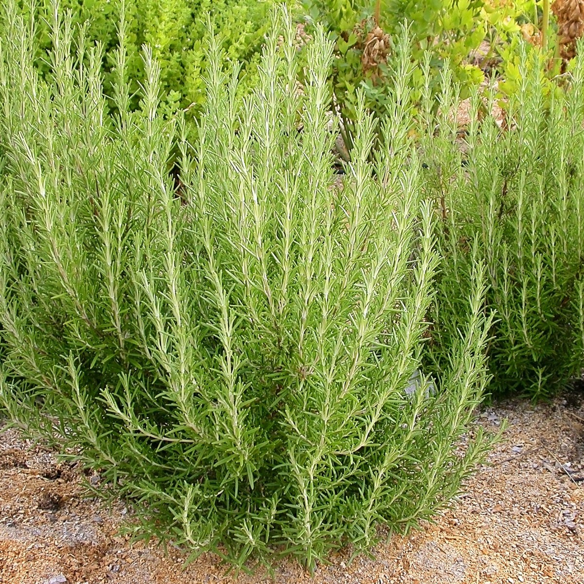 Biberiye – Rosmarinus Officinalis 20 Adet