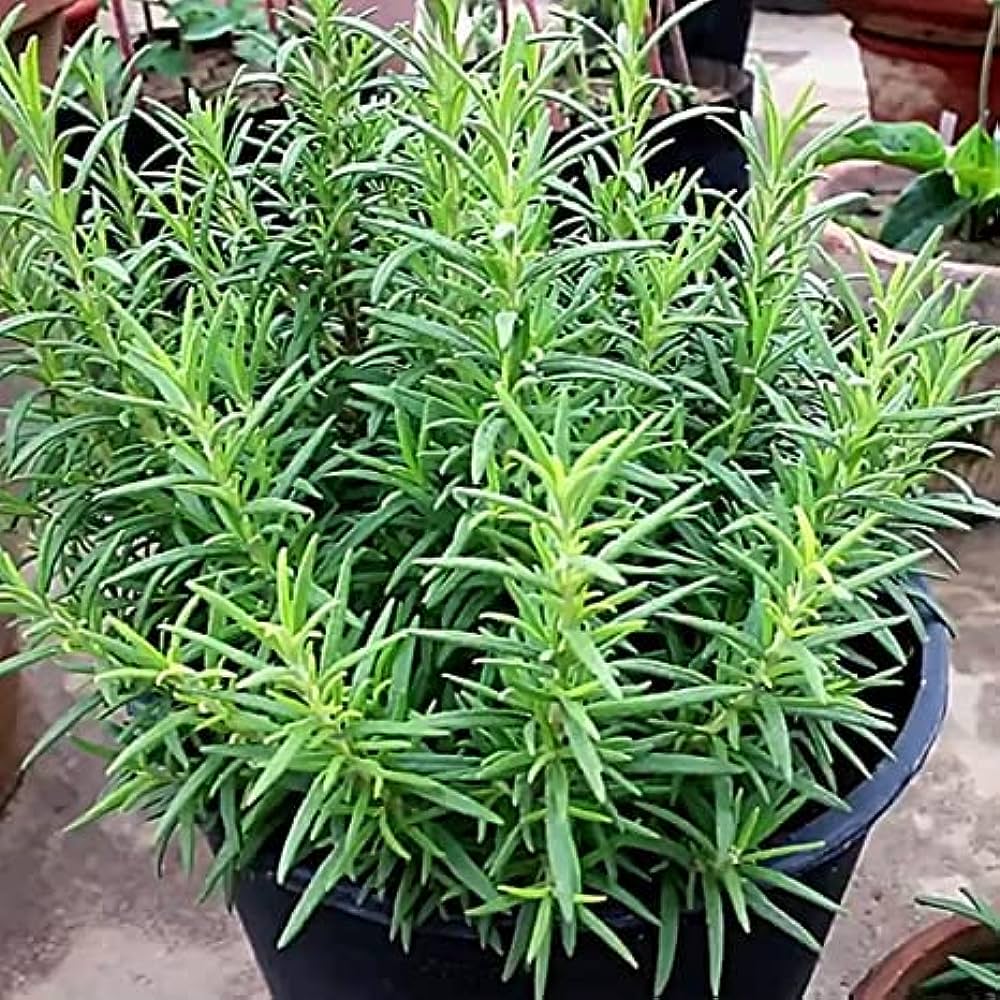 Biberiye – Rosmarinus Officinalis 20 Adet