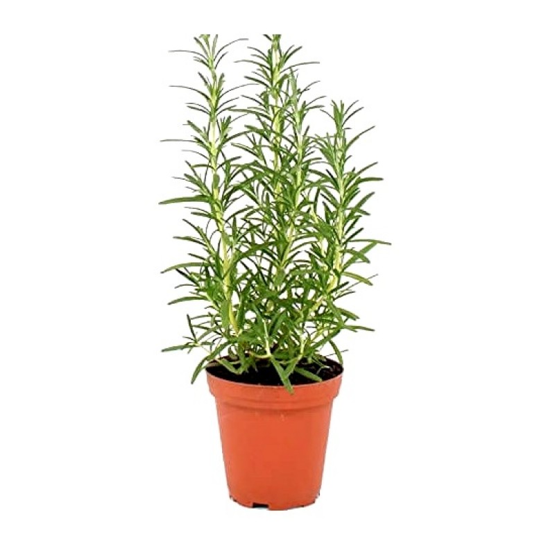 Biberiye – Rosmarinus Officinalis 20 Adet