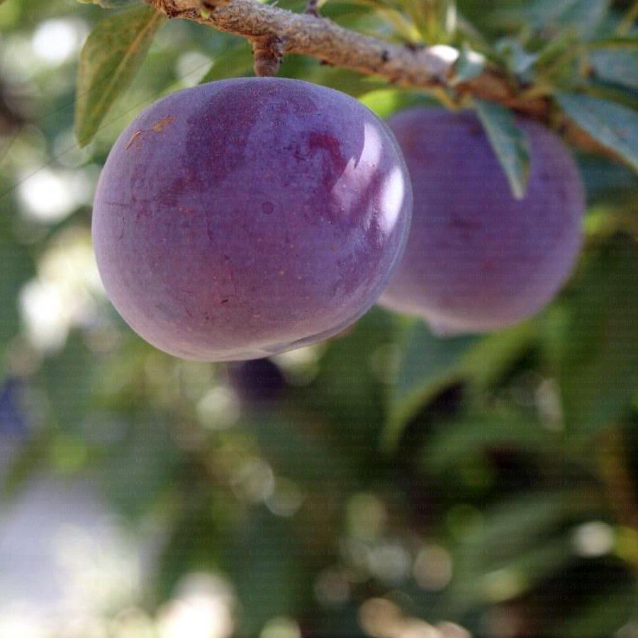 Black Splendor Erik Fidanı 3 Yaş Tüplü ve Aşılı Black Splendor Erik Fidanı 3 Yaş Tüplü ve Aşılı