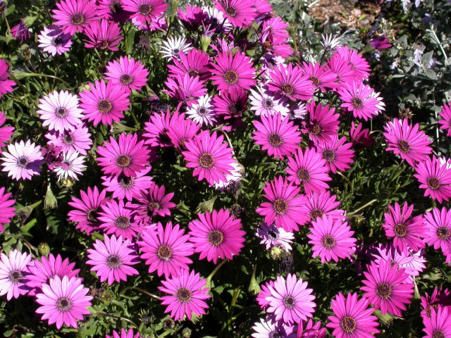 Bodrum Papatyası 5 Adet Pembe ve Mor Renkli