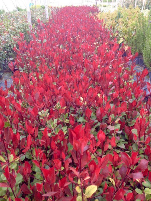 Bodur Alev Çalısı Photinia Red Nana 10 Adet