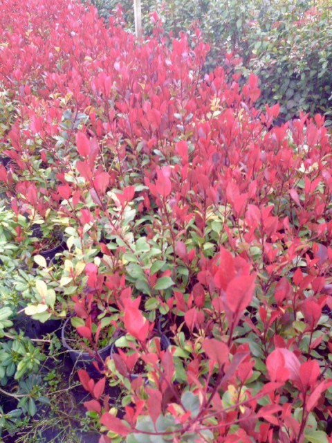 Bodur Alev Çalısı Photinia Red Nana 10 Adet