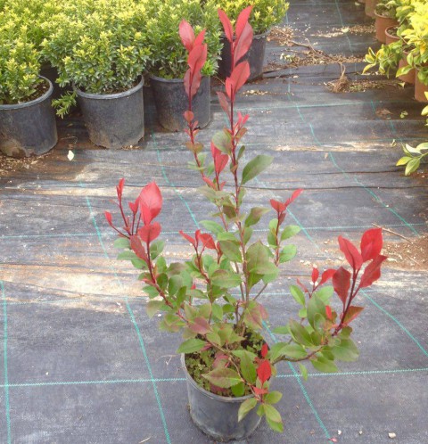 Bodur Alev Çalısı Photinia Red Nana 10 Adet