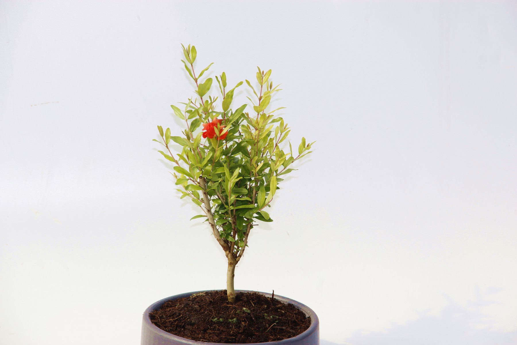 Bodur Süs Narı - Punica Granatum "Nana" Gri Beton Saksıda 2 Adet