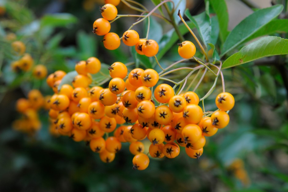Bonsaı Ateş Dikeni Pyracantha Coccinea