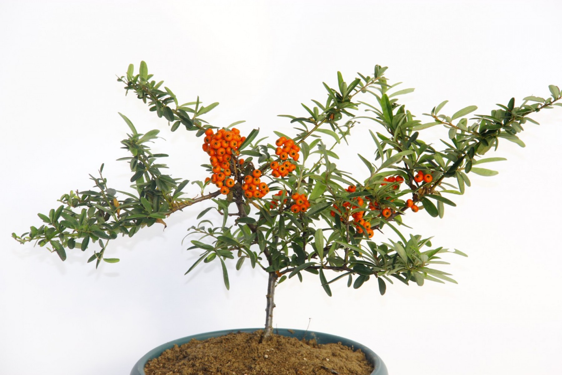 Bonsaı Ateş Dikeni Pyracantha Coccinea