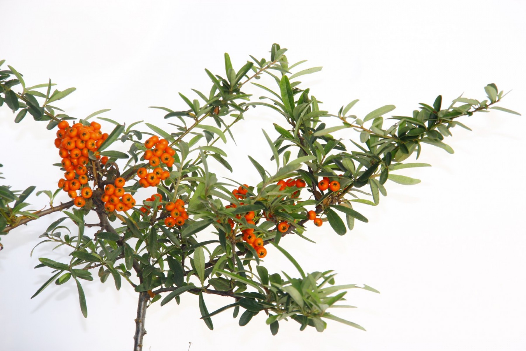 Bonsaı Ateş Dikeni Pyracantha Coccinea