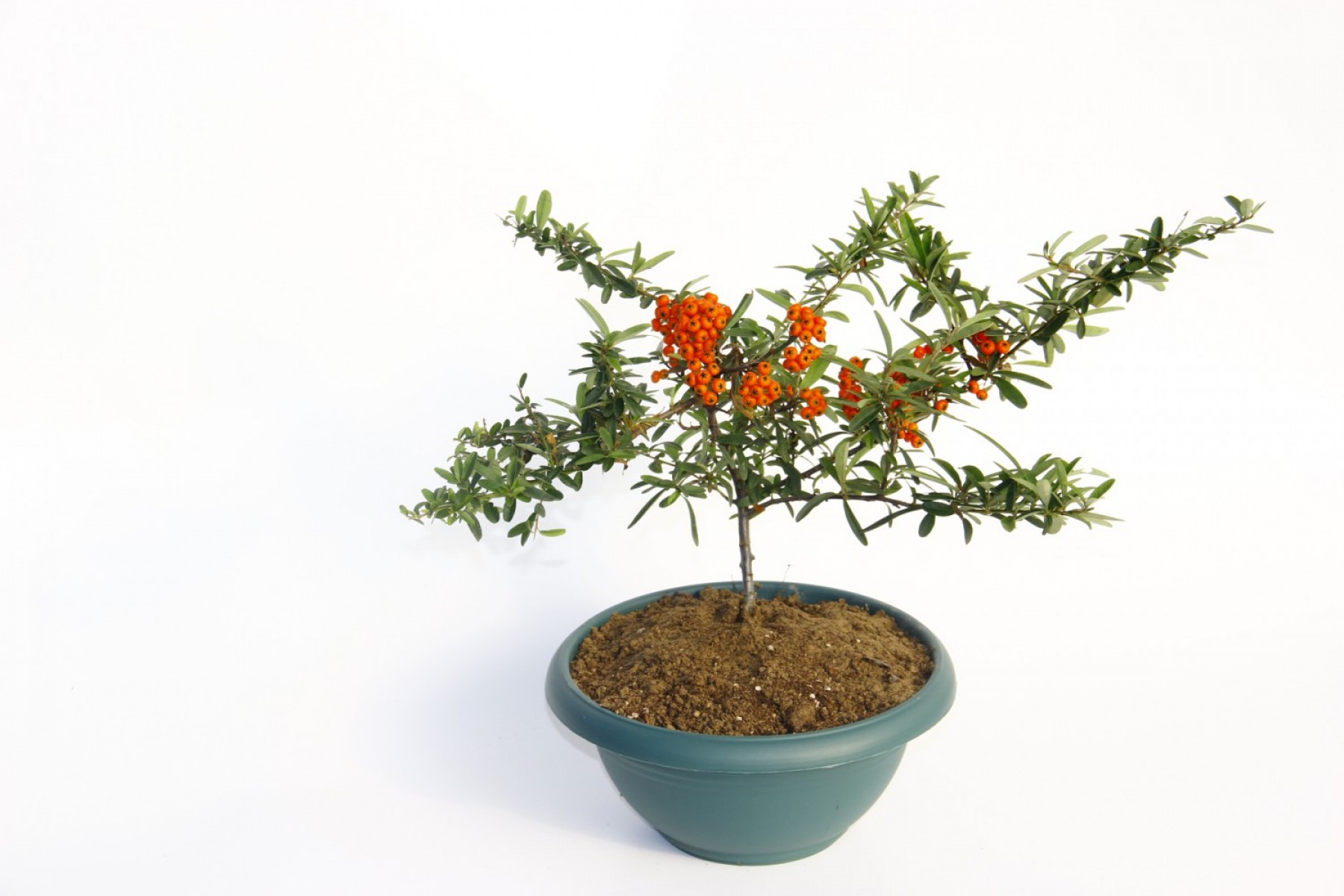 Bonsaı Ateş Dikeni Pyracantha Coccinea