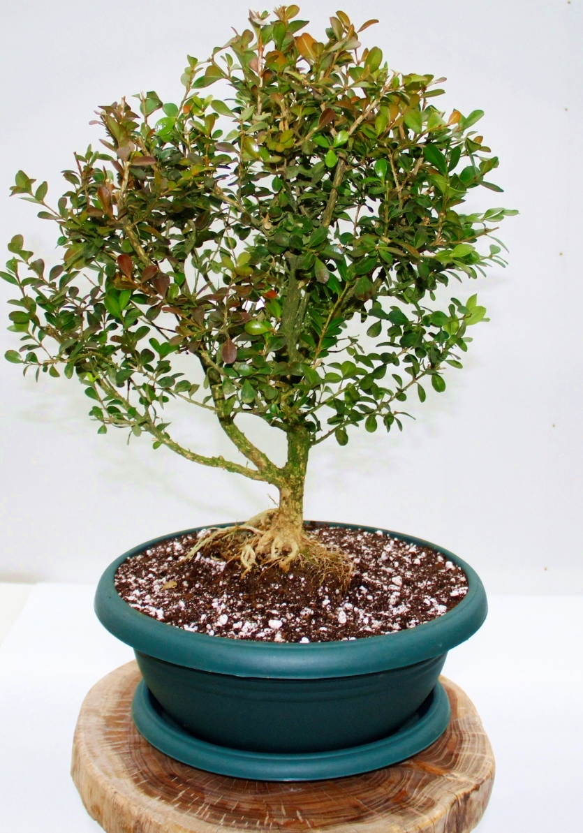 Bonsai Buxus 7 Yaşında Bonsai Buxus 7 Yaşında