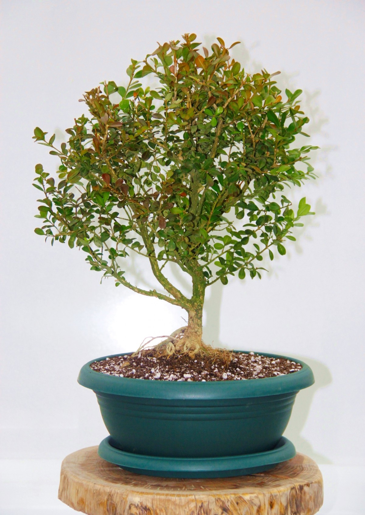 Bonsai Buxus 7 Yaşında