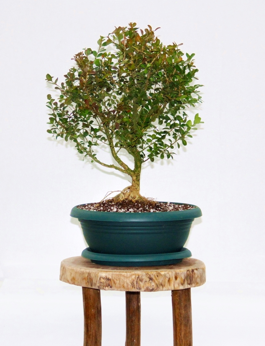Bonsai Buxus 7 Yaşında Bonsai Buxus 7 Yaşında