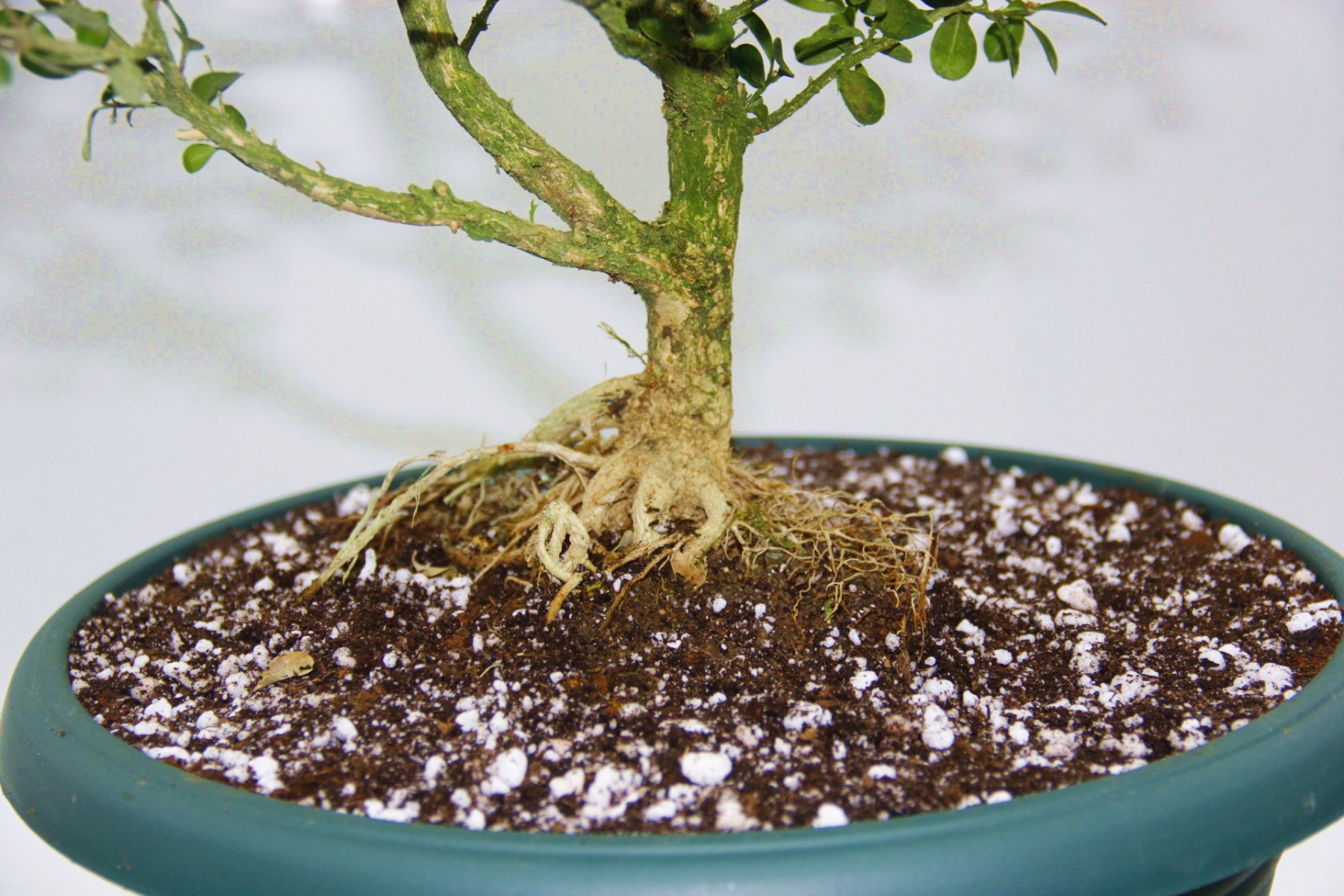 Bonsai Buxus 7 Yaşında Bonsai Buxus 7 Yaşında