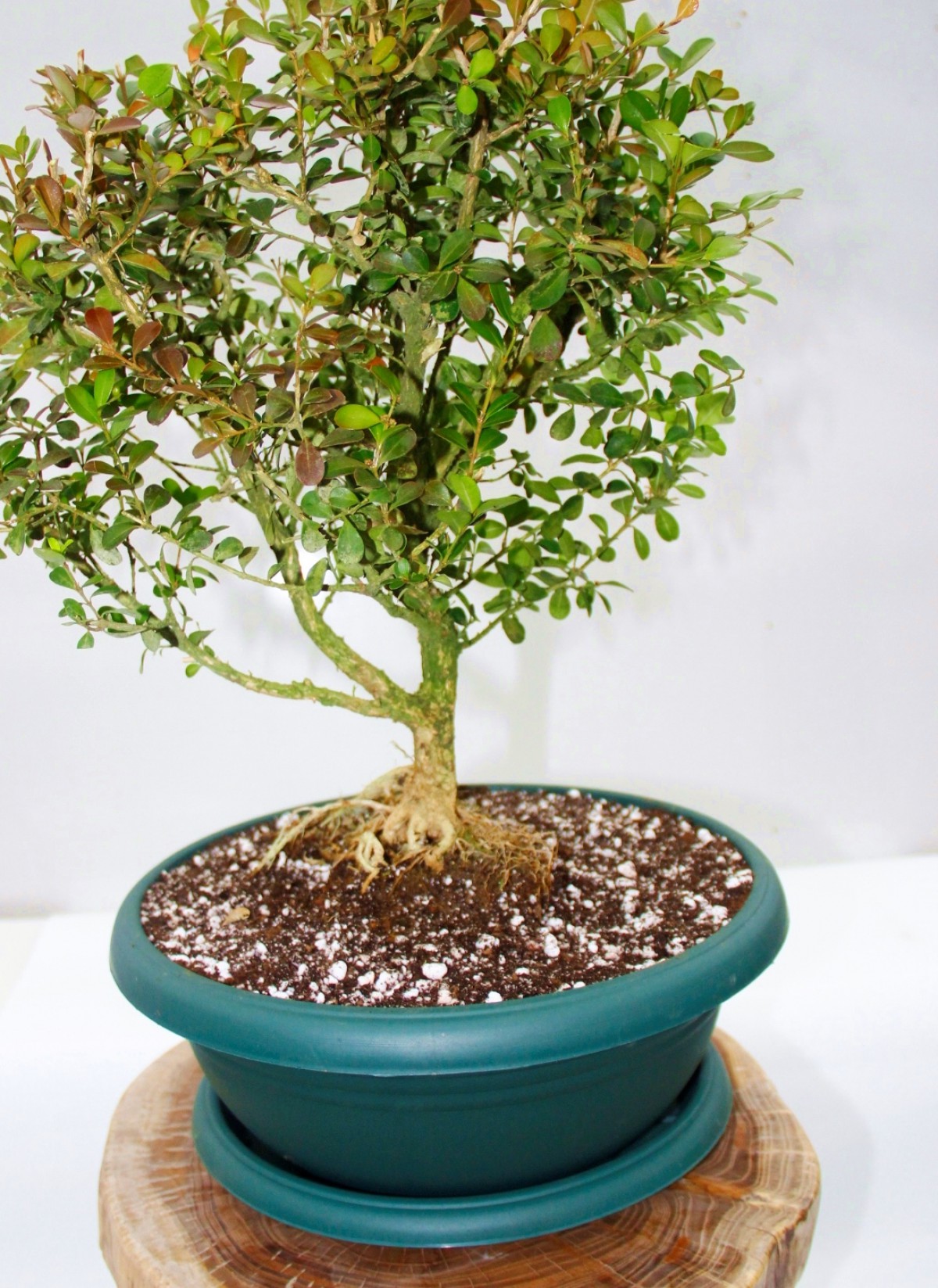 Bonsai Buxus 7 Yaşında