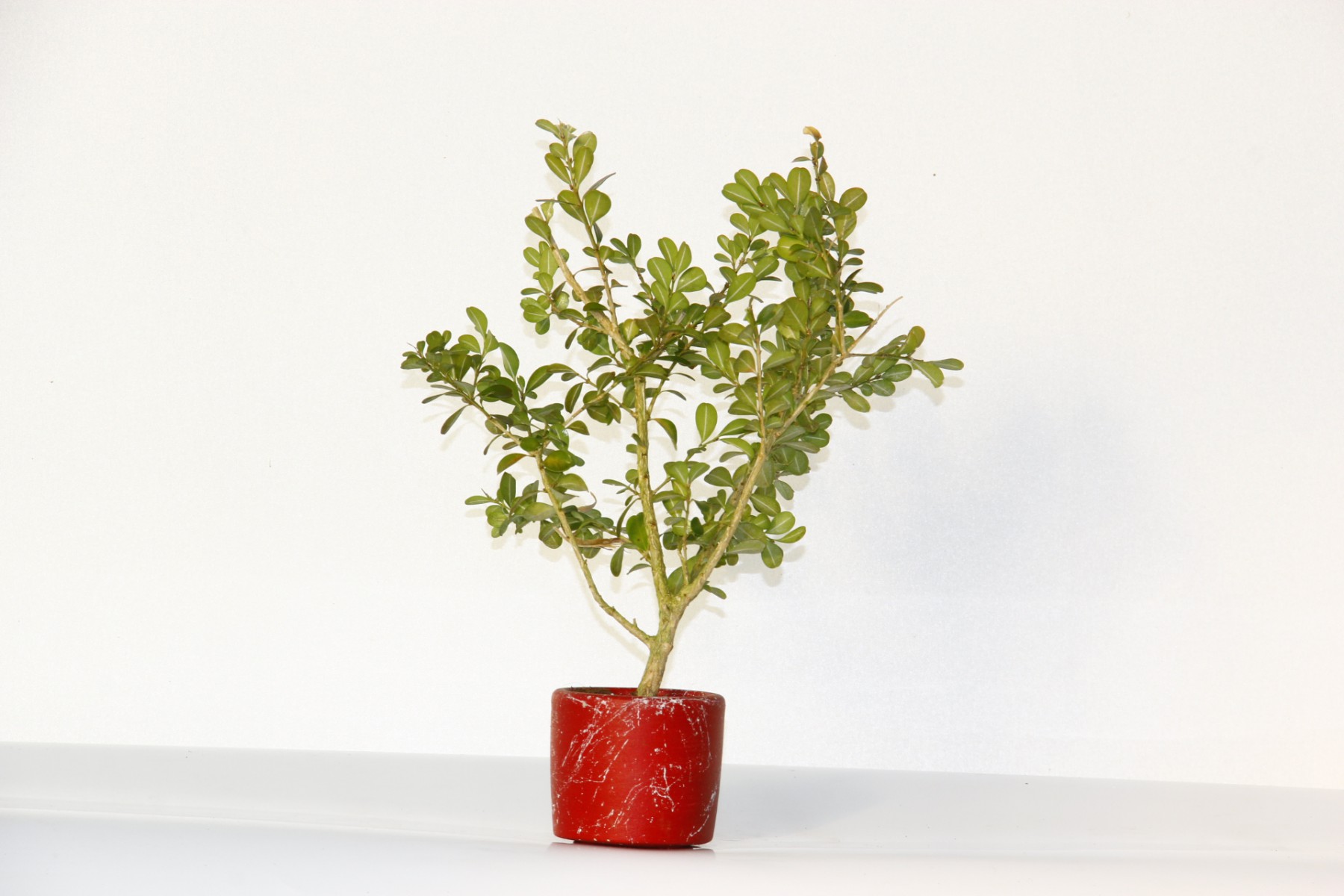Bonsai Buxus (Şimşir Bonsai) 2 Adet 20–25 cm | Canlı Dekoratif Bonsai | Kırmızı Saksıda Bonsai Buxus (Şimşir Bonsai) 2 Adet 20–25 cm | Canlı Dekoratif Bonsai | Kırmızı Saksıda