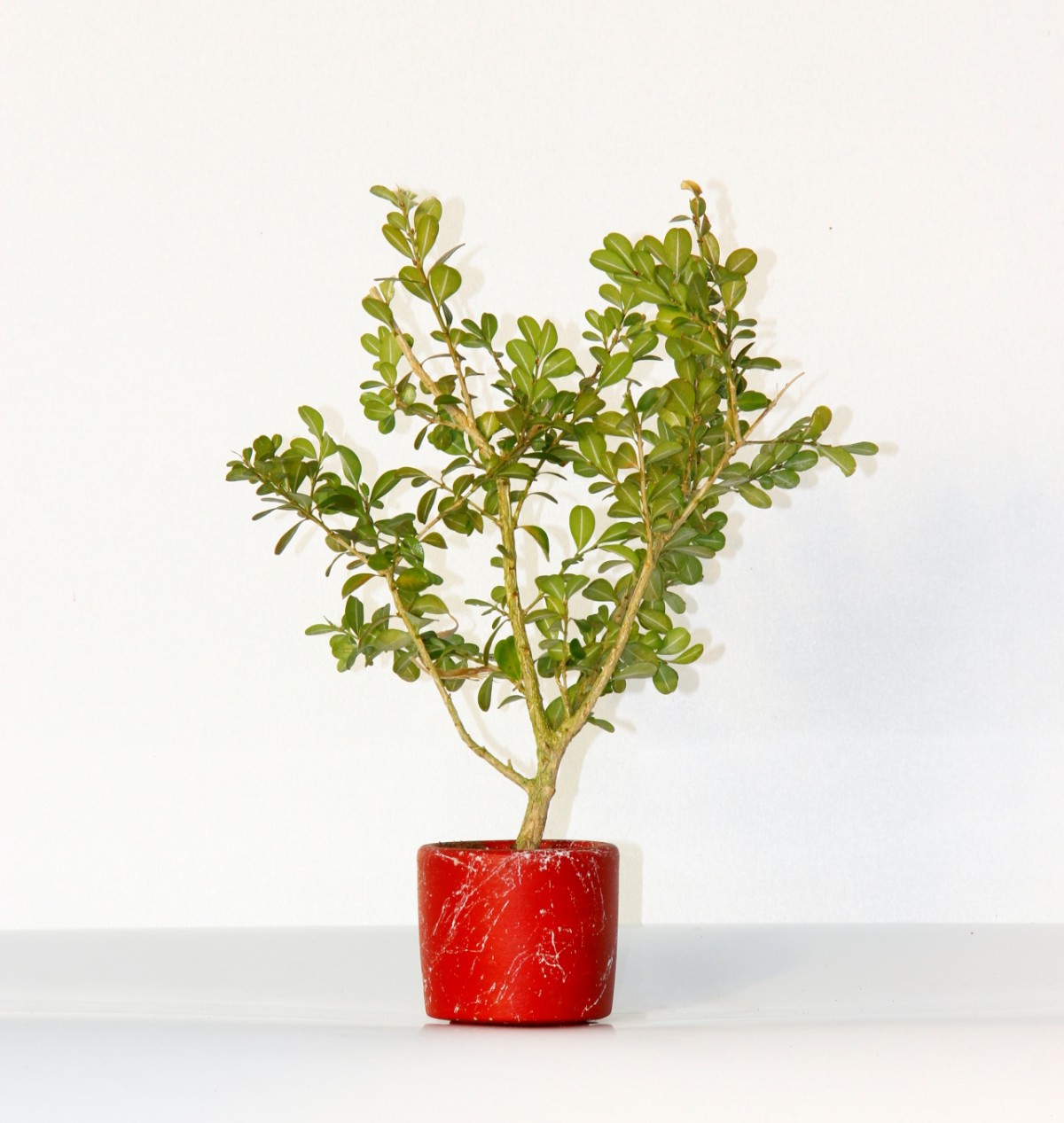 Bonsai Buxus (Şimşir Bonsai) 2 Adet 20–25 cm | Canlı Dekoratif Bonsai | Kırmızı Saksıda Bonsai Buxus (Şimşir Bonsai) 2 Adet 20–25 cm | Canlı Dekoratif Bonsai | Kırmızı Saksıda