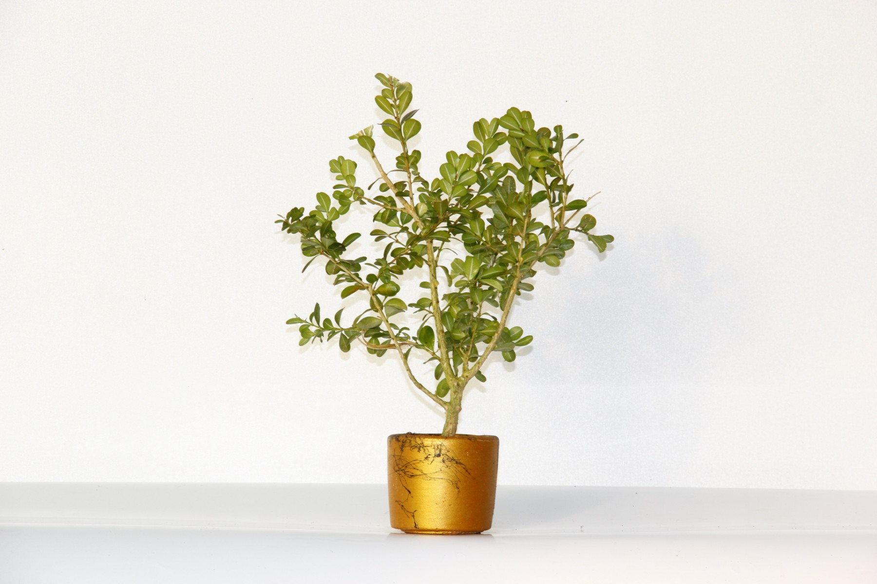 Bonsai Buxus (Şimşir Bonsai) 3 Adet 20–25 cm | Canlı Dekoratif Bonsai | Turuncu Saksıda Bonsai Buxus (Şimşir Bonsai) 3 Adet 20–25 cm | Canlı Dekoratif Bonsai | Turuncu Saksıda