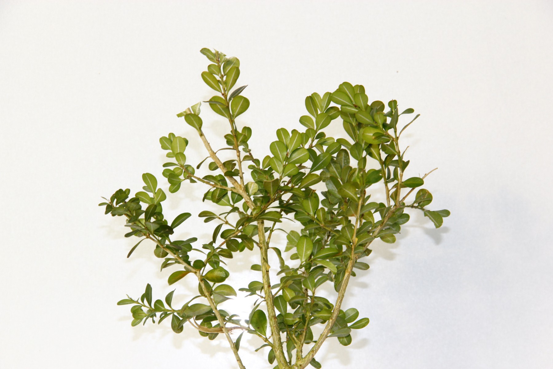 Bonsai Buxus (Şimşir Bonsai) 3 Adet 20–25 cm | Canlı Dekoratif Bonsai | Turuncu Saksıda