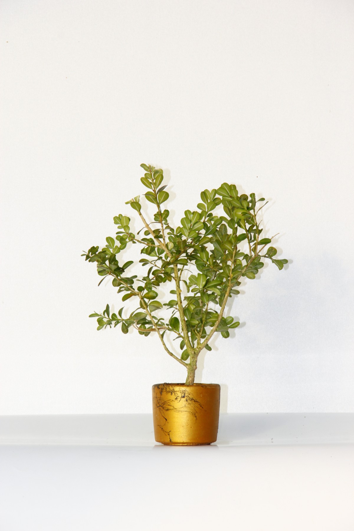 Bonsai Buxus (Şimşir Bonsai) 20–25 cm | Canlı Dekoratif Bonsai | Turuncu Saksıda Bonsai Buxus (Şimşir Bonsai) 20–25 cm | Canlı Dekoratif Bonsai | Turuncu Saksıda