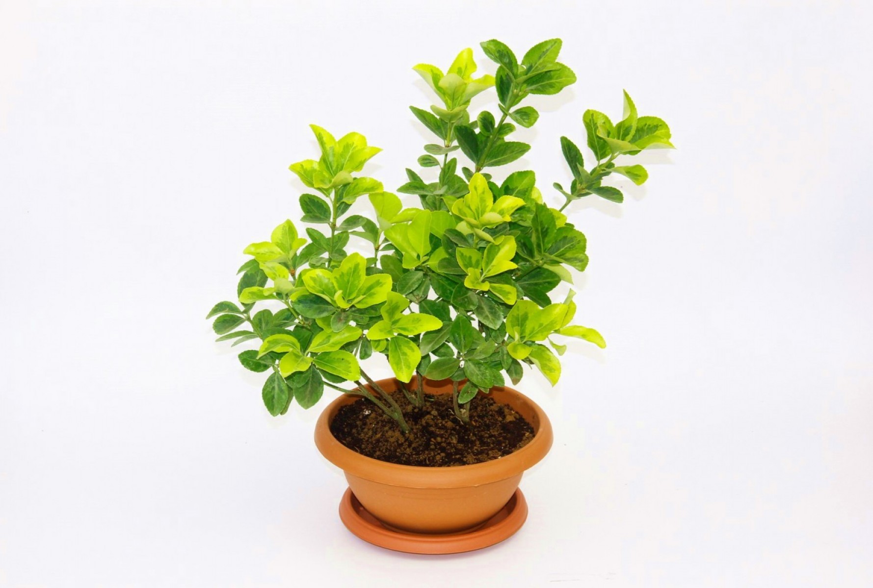 Bonsai Euonymus Microphyllus Aurea 5 Adet Bonsai Euonymus Microphyllus Aurea 5 Adet