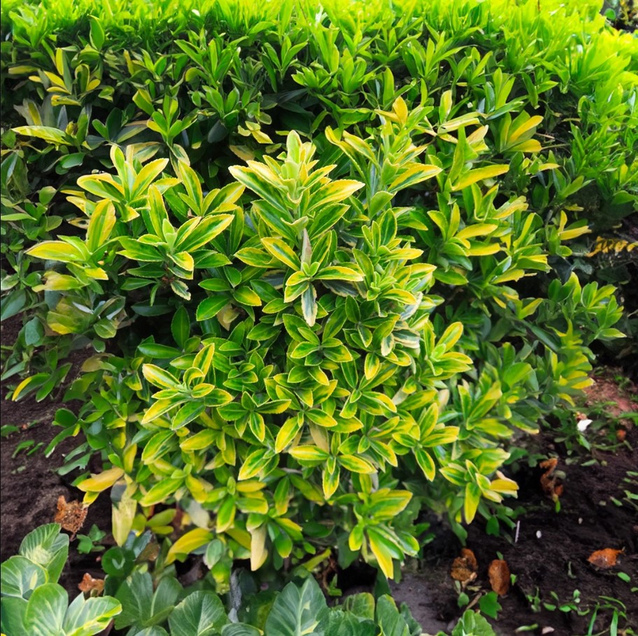 Bonsai Euonymus Microphyllus Aurea 5 Adet Bonsai Euonymus Microphyllus Aurea 5 Adet