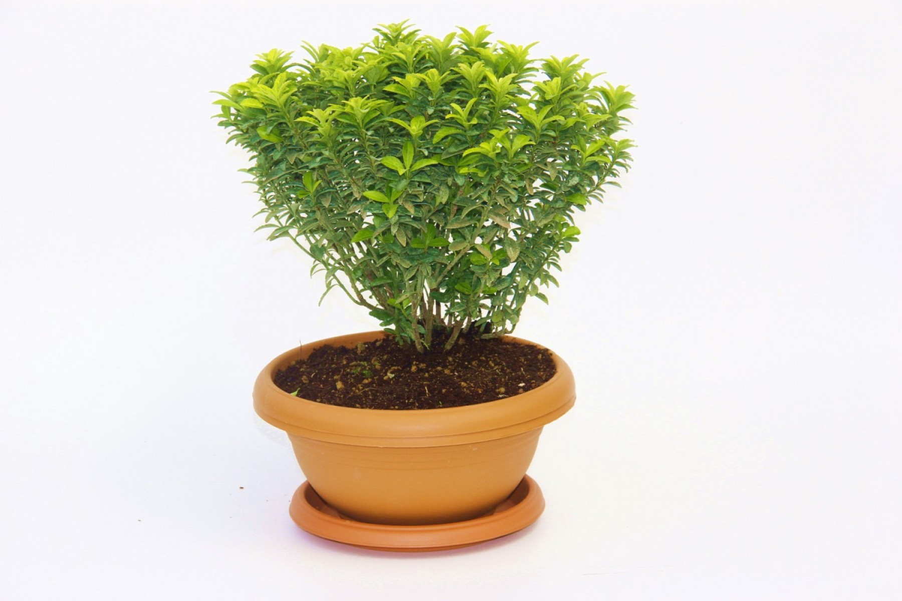 Bonsai Euonymus Microphyllus Aurea 5 Adet