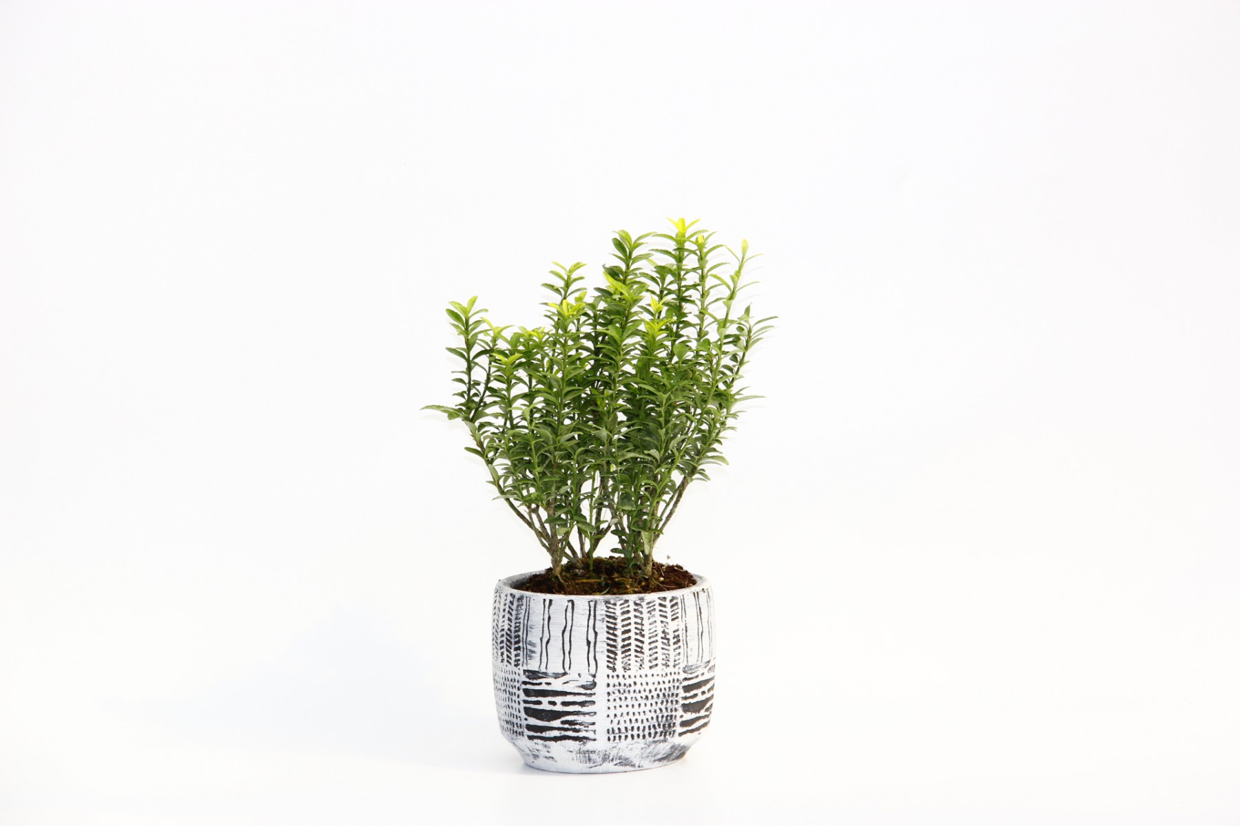 BONSAİ EUONYMUS MİCROPHYLLUS - HEDİYELİK ARKAİK SAKSIDA BEYAZ BONSAİ EUONYMUS MİCROPHYLLUS - HEDİYELİK ARKAİK SAKSIDA BEYAZ
