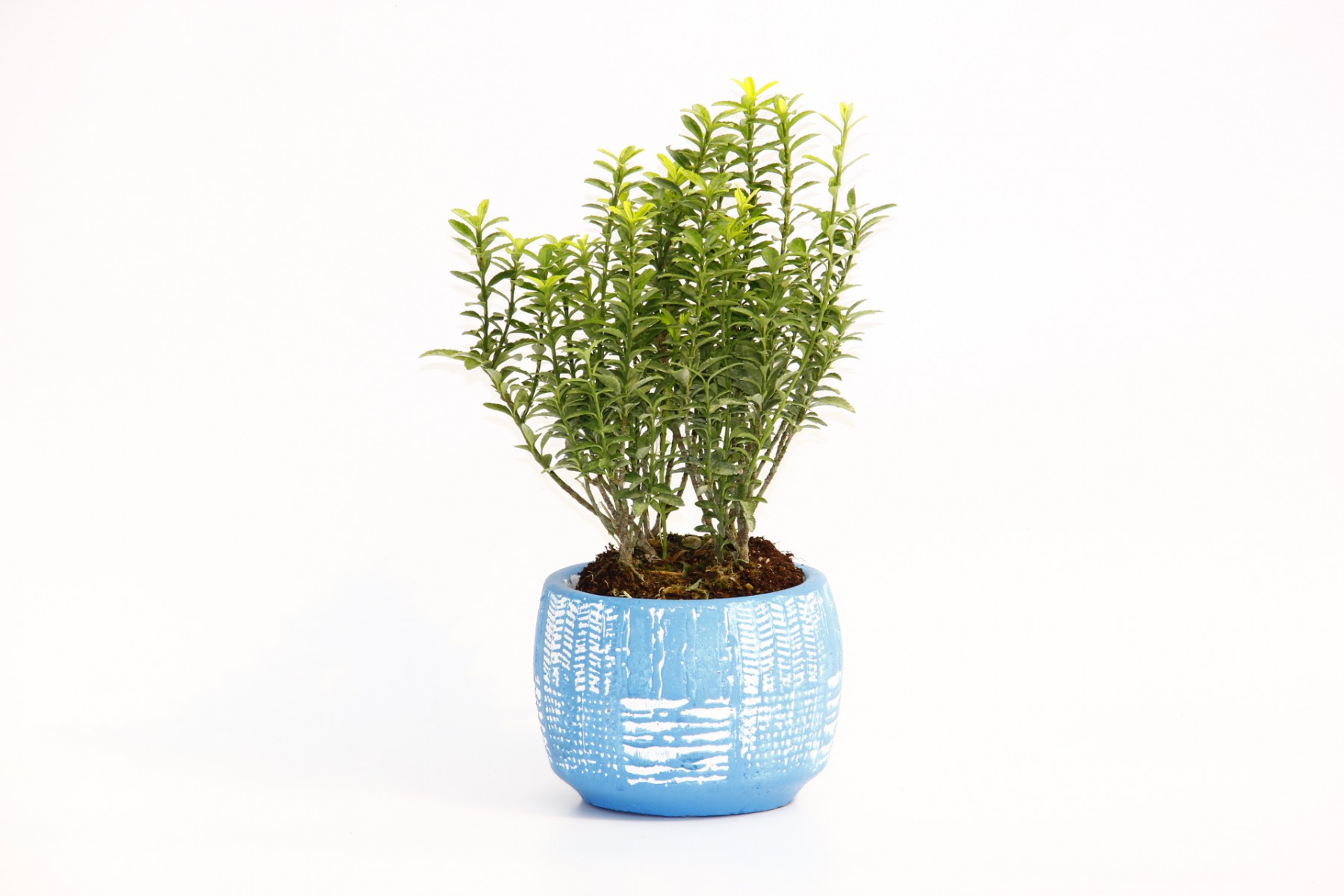 BONSAİ EUONYMUS MİCROPHYLLUS - HEDİYELİK ARKAİK SAKSIDA MAVİ