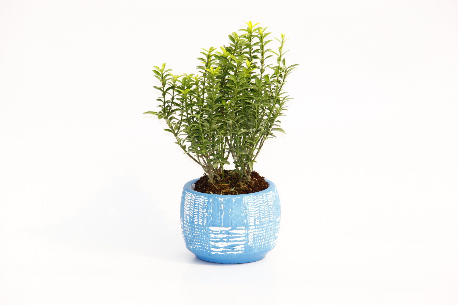 BONSAİ EUONYMUS MİCROPHYLLUS - HEDİYELİK ARKAİK SAKSIDA MAVİ