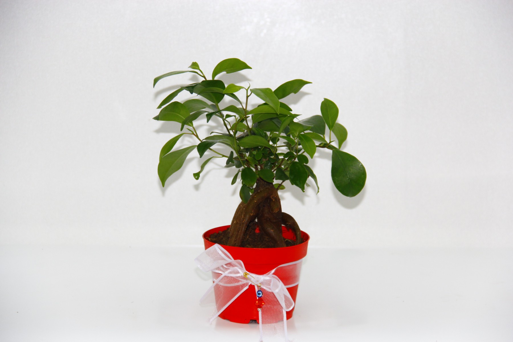 BONSAİ FİCUS GİNSENG - Sevgililer Günü ve Özel Gün Hediyesi BONSAİ FİCUS GİNSENG - Sevgililer Günü ve Özel Gün Hediyesi